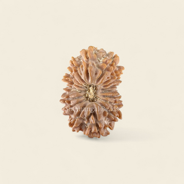 17 Mukhi Rudraksha Nepali (Regular)