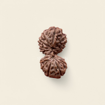 Indonesian Gaurishankar Rudraksha