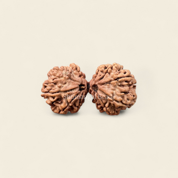 Gaurishankar Rudraksha Nepali (Super Collector)