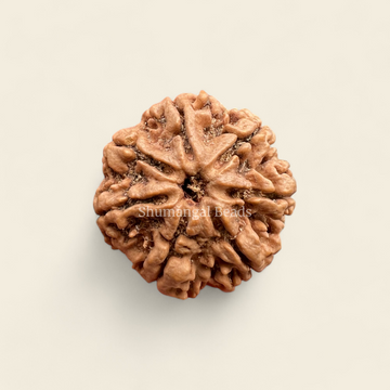7 Mukhi Rudraksha Nepali (Super Collector)