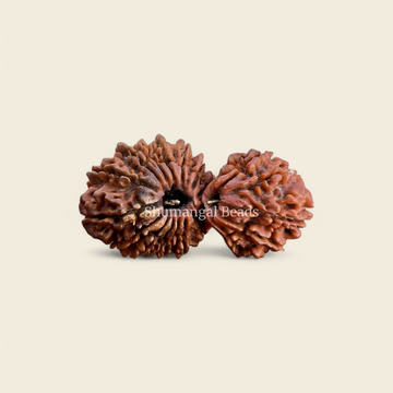 21 Mukhi Gauri Shankar Rudraksha Nepali (Super Collector 43MM)