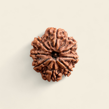 8 Mukhi Rudraksha Nepali (Medium)
