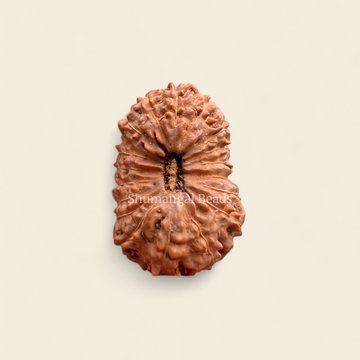 Indonesian 18 Mukhi Rudraksha