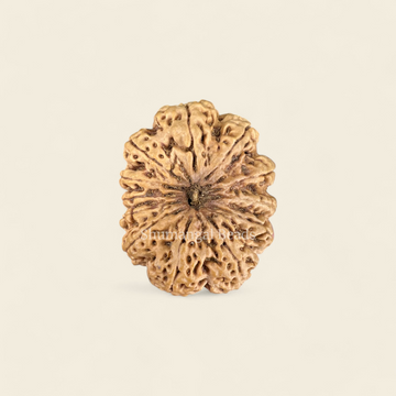 12 Mukhi Rudraksha Nepali (Super Collector 37MM)