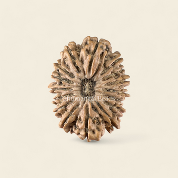 16 Mukhi Rudraksha Nepali (Super Collector 33MM)