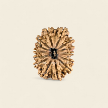 14 Mukhi Rudraksha Nepali (Collector)