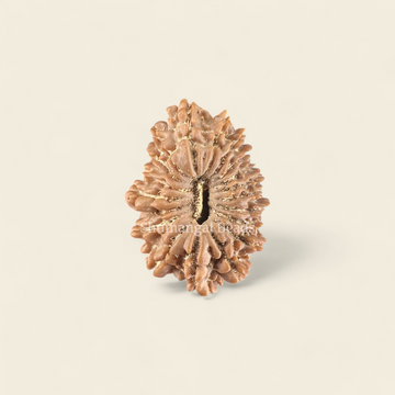 19 Mukhi Rudraksha Nepali (Medium)
