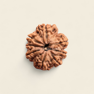 8 Mukhi Rudraksha Nepali (Regular)
