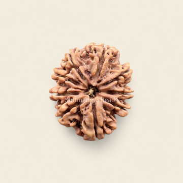 9 Mukhi Rudraksha Nepali (Super Collector)