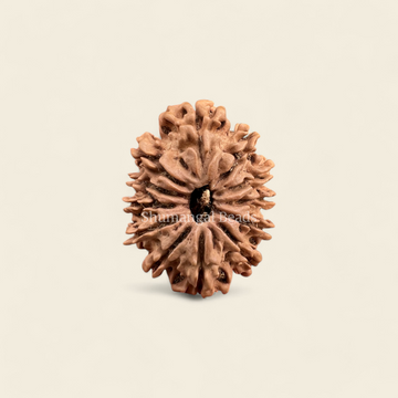 12 Mukhi Rudraksha Nepali (Collector)