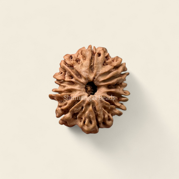 11 MUKHI NEPALI RUDRAKSHA (REGULAR)