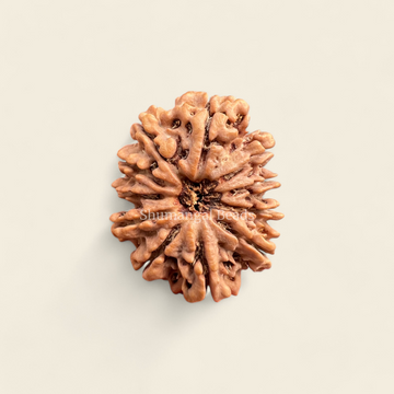 11 Mukhi Rudraksha Nepali (Super Collector)