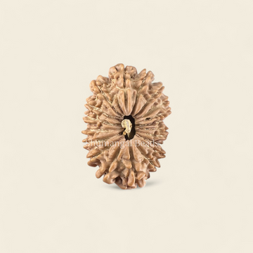 19 Mukhi Rudraksha Nepali (Collector 29MM)