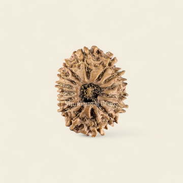 15 Mukhi Rudraksha Nepali (Medium)