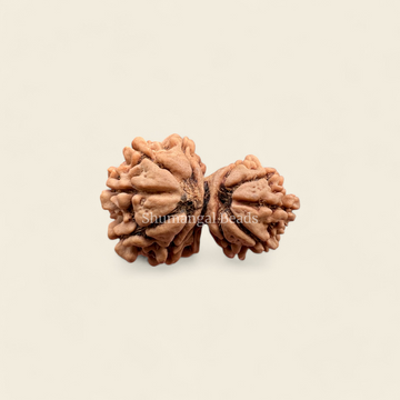Garbh Gauri Rudraksha