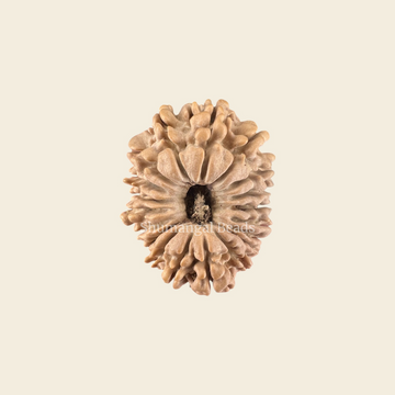 19 Mukhi Rudraksha Nepali (Collector 28MM)