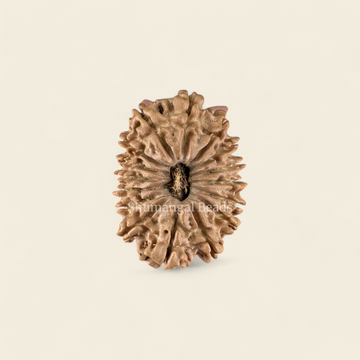 16 Mukhi Rudraksha Nepali (Medium)