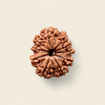 10 Mukhi Rudraksha Nepali (Collector)