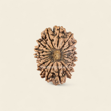 19 Mukhi Rudraksha Nepali (Super collector 34MM)