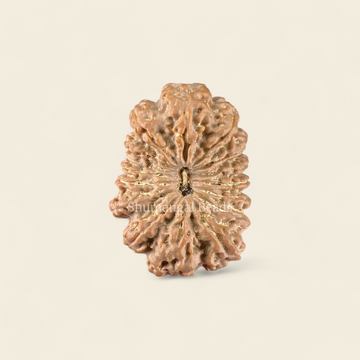 16 Mukhi Rudraksha Nepali (Super Collector)