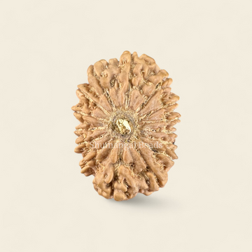 15 Mukhi Rudraksha Nepali (Super Collector 34MM)