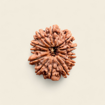 12 MUKHI NEPALI RUDRAKSHA (SUPER COLLECTOR)