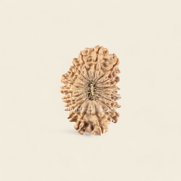 19 Mukhi Rudraksha Nepali (Collector 29MM)