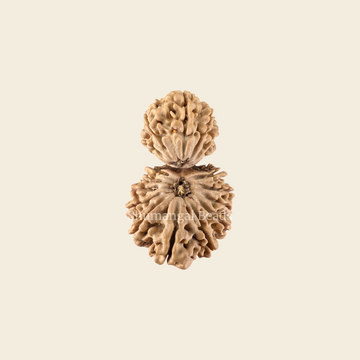 18 Mukhi Gauri Shankar Rudraksha Nepali (Collector)