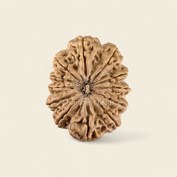 12 Mukhi Rudraksha Nepali - 35mm
