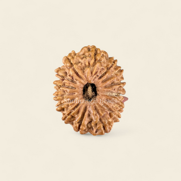 15 Mukhi Rudraksha Nepali (Collector)