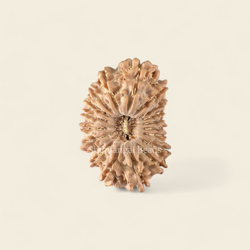 18 Mukhi Rudraksha Nepali (Super Collector)
