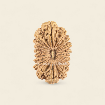 19 Mukhi Rudraksha Nepali (Super Collector 37MM)