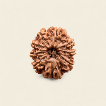 9 Mukhi Rudraksha Nepali (Collector)