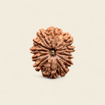 12 Mukhi Rudraksha Nepali (Medium)