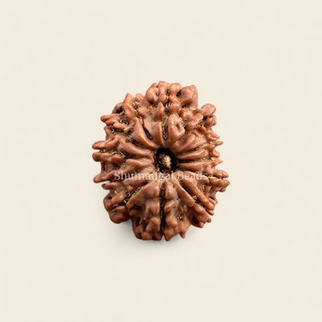 12 MUKHI NEPALI RUDRAKSHA (REGULAR)