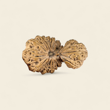 18 Mukhi Gauri Shankar Rudraksha Nepali (Super Collector 47MM)