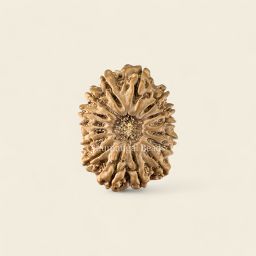 16 Mukhi Rudraksha Nepali (Collector)