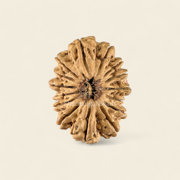 15 Mukhi Rudraksha Nepali (Super Collector 36MM)