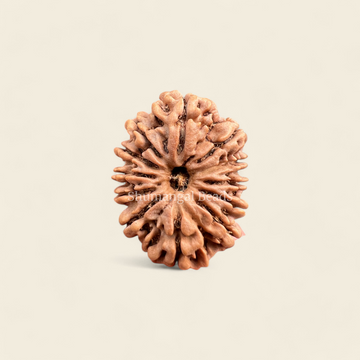 11 Mukhi Rudraksha Nepali (Collector)