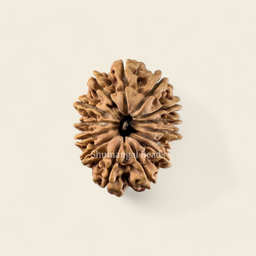 14 Mukhi Rudraksha Nepali (Super Collector)