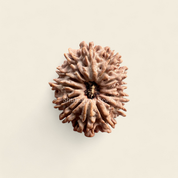 13 Mukhi Rudraksha Nepali (Super Collector)