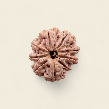 9 Mukhi Rudraksha Nepali (Regular)