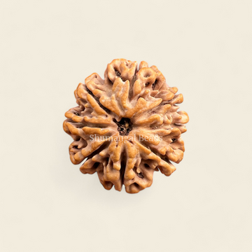 8 Mukhi Rudraksha Nepali (Super Collector)