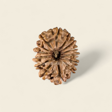 14 Mukhi Rudraksha Nepali (Regular)