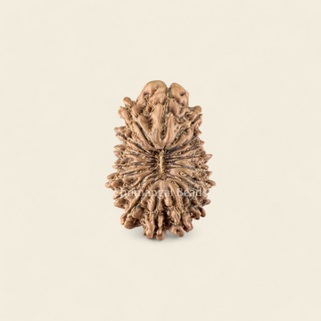 18 Mukhi Rudraksha Nepali (Medium)