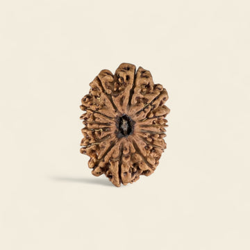14 Mukhi Rudraksha Nepali (Collector)