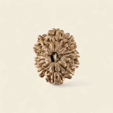 14 Mukhi Rudraksha Nepali (Medium)