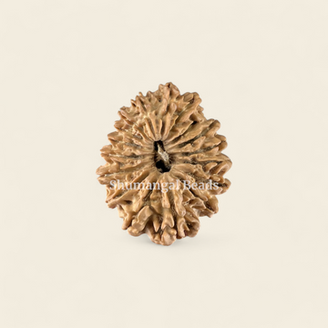 17 Mukhi Rudraksha Nepali (Medium)