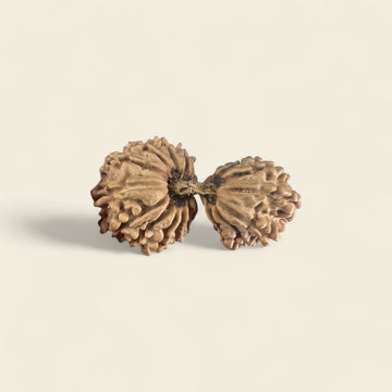 19 Mukhi Gauri Shankar Rudraksha Nepali (Super Collector 39MM)