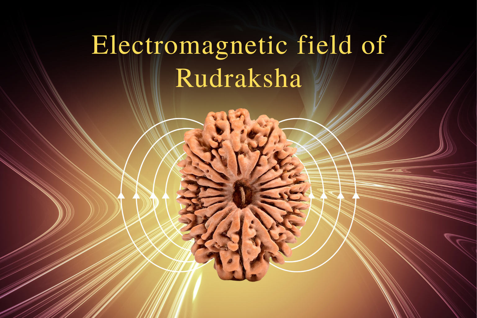 https://shumangalbeads.com/cdn/shop/articles/Authentic_Rudraksha_from_Kashi_4.png?v=1744965041